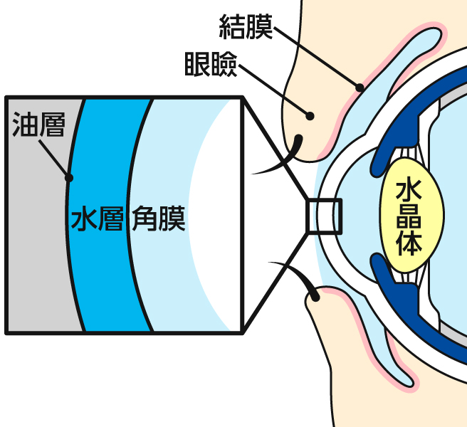 涙の役割